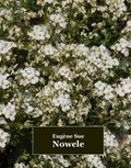 Nowele - ebook