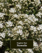 : Nowele - ebook